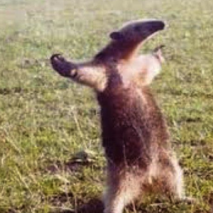 BEBIDA PAP DESECHABLE 2 L EMBOTELLADORAS CHILENAS UNIDAS